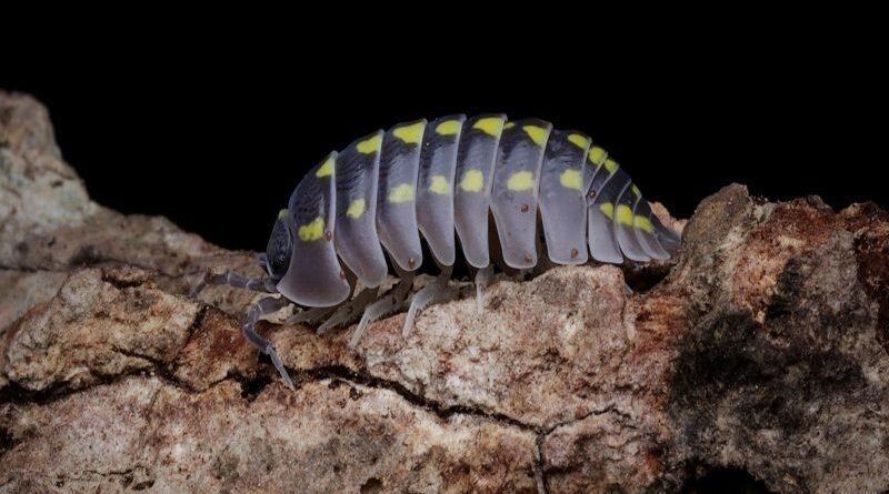 Isopods for Terrariums